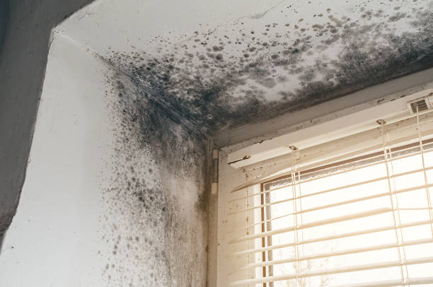 Affordable Hvac And Air Duct Mold Remediation solutions in Hudson, MI